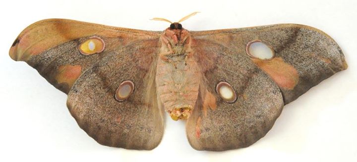 Antheraea jana (gynandromorph, unmounted, verso) (Internet Image property of respective owner, non-commercial use only)